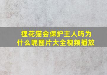 狸花猫会保护主人吗为什么呢图片大全视频播放