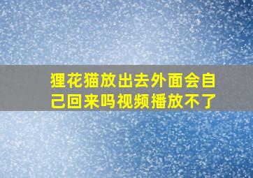 狸花猫放出去外面会自己回来吗视频播放不了