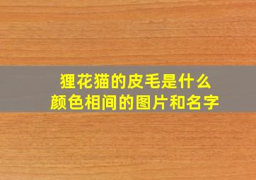 狸花猫的皮毛是什么颜色相间的图片和名字