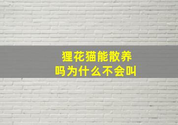 狸花猫能散养吗为什么不会叫