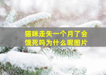 猫咪走失一个月了会饿死吗为什么呢图片