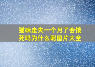 猫咪走失一个月了会饿死吗为什么呢图片大全