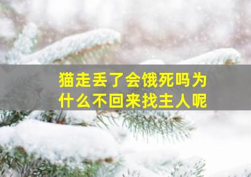 猫走丢了会饿死吗为什么不回来找主人呢