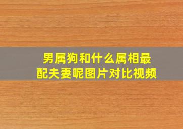 男属狗和什么属相最配夫妻呢图片对比视频