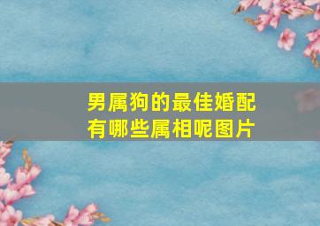 男属狗的最佳婚配有哪些属相呢图片