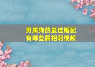 男属狗的最佳婚配有哪些属相呢视频