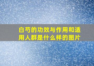 白芍的功效与作用和适用人群是什么样的图片