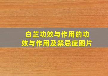 白芷功效与作用的功效与作用及禁忌症图片