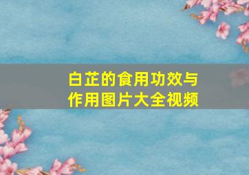 白芷的食用功效与作用图片大全视频