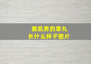 腹肌男的睾丸长什么样子图片