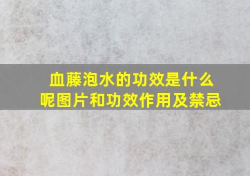 血藤泡水的功效是什么呢图片和功效作用及禁忌