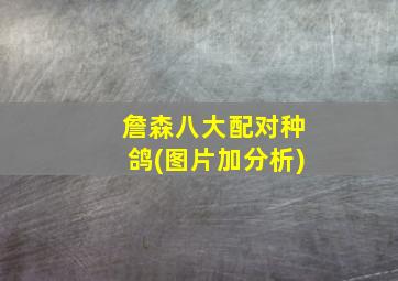 詹森八大配对种鸽(图片加分析)