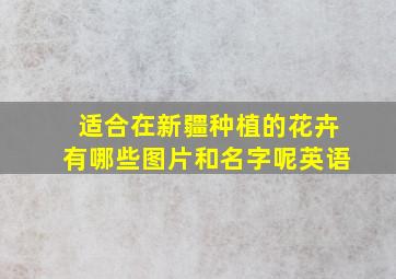 适合在新疆种植的花卉有哪些图片和名字呢英语