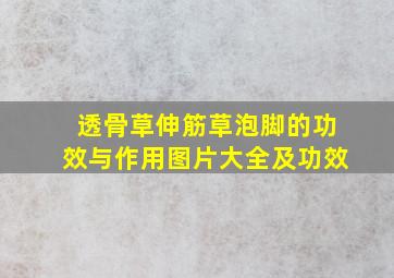 透骨草伸筋草泡脚的功效与作用图片大全及功效