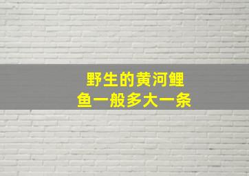 野生的黄河鲤鱼一般多大一条