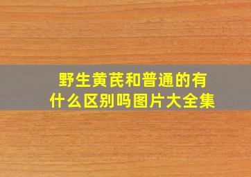 野生黄芪和普通的有什么区别吗图片大全集