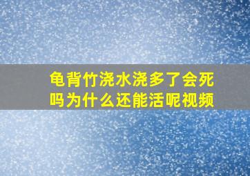 龟背竹浇水浇多了会死吗为什么还能活呢视频